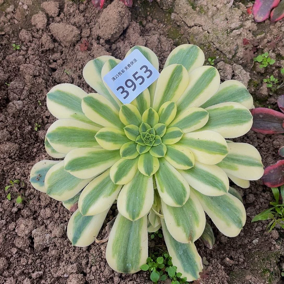 3953金丝翡翠多肉植物