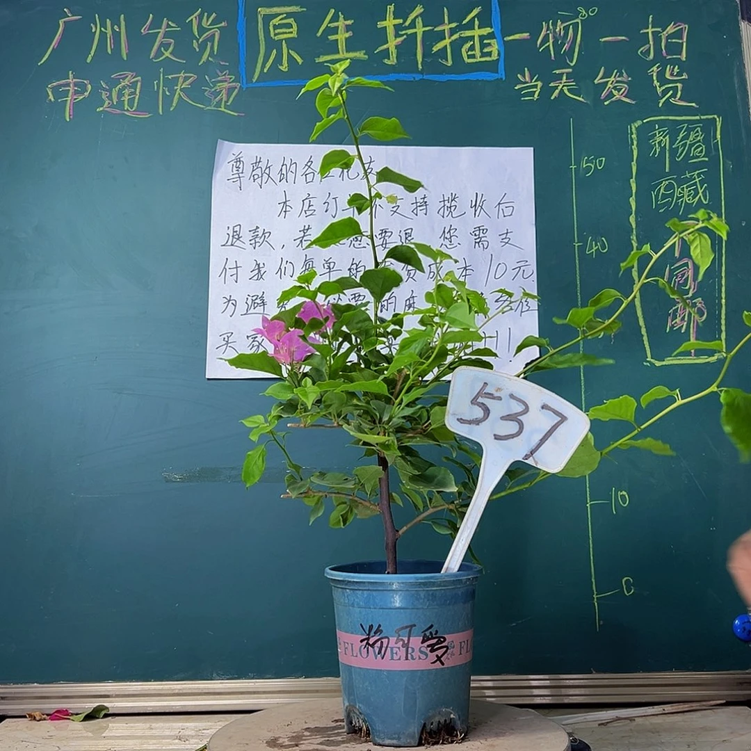 当前无花栽培后可以开花粉可爱537