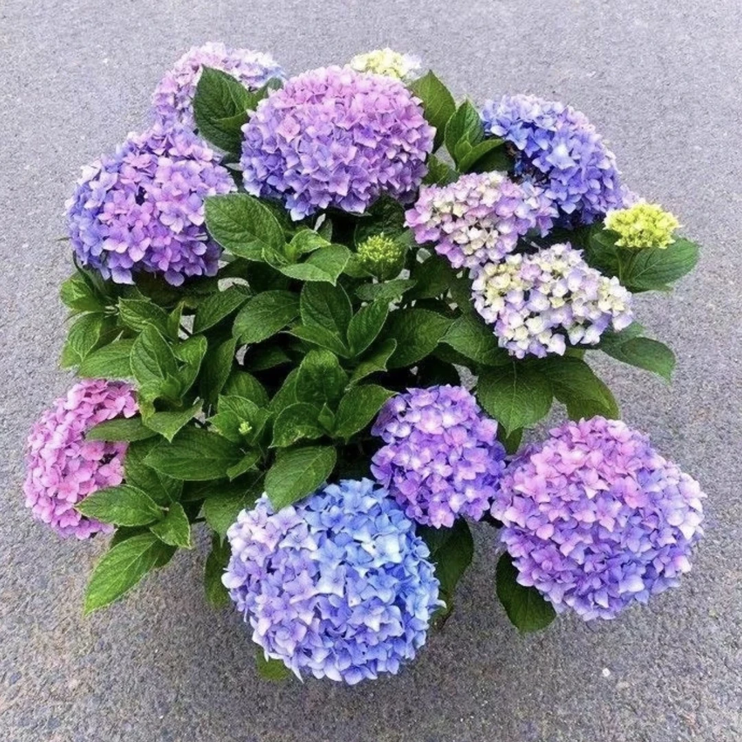 【拍一发二】绣球花原盆原土栽好发货当年开花