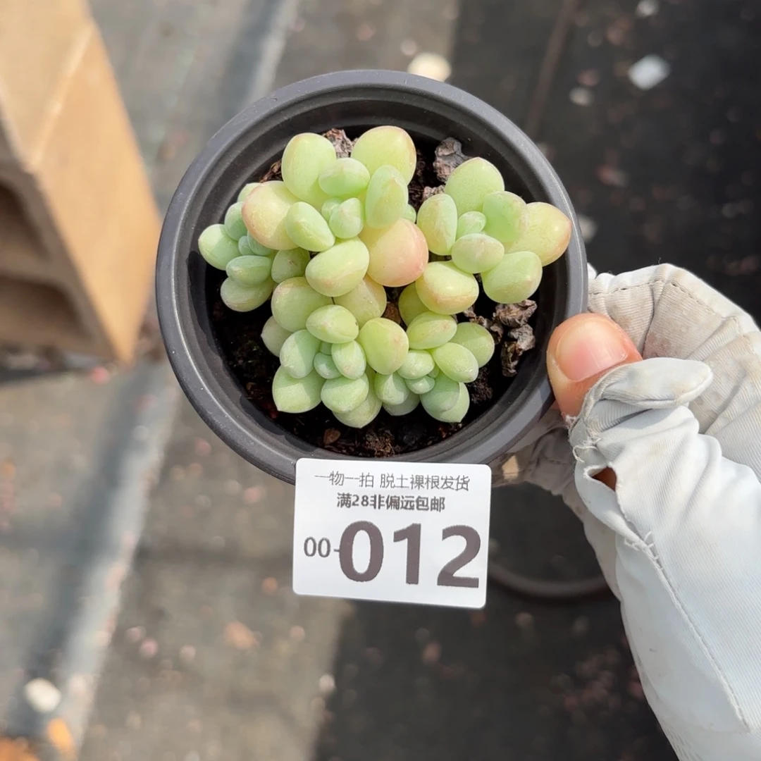 宝****女萤火虫老桩多肉多肉