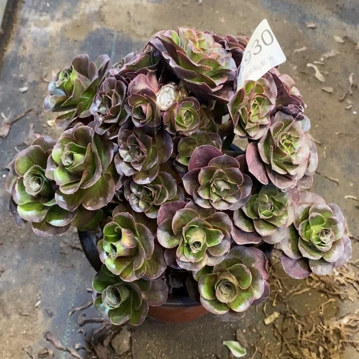 牛***）魅金多肉断头不包3930