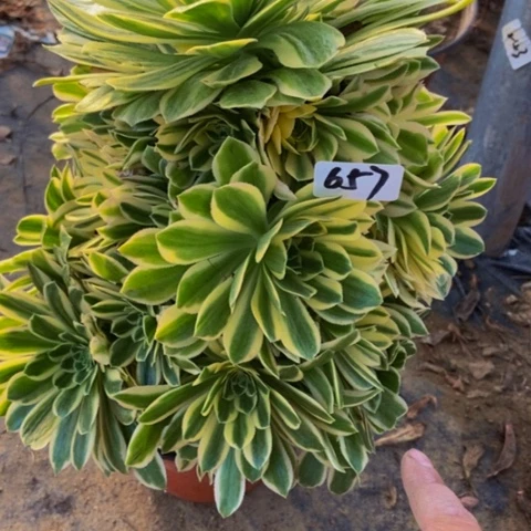 绿羊绒锦多肉植物657多肉不包断