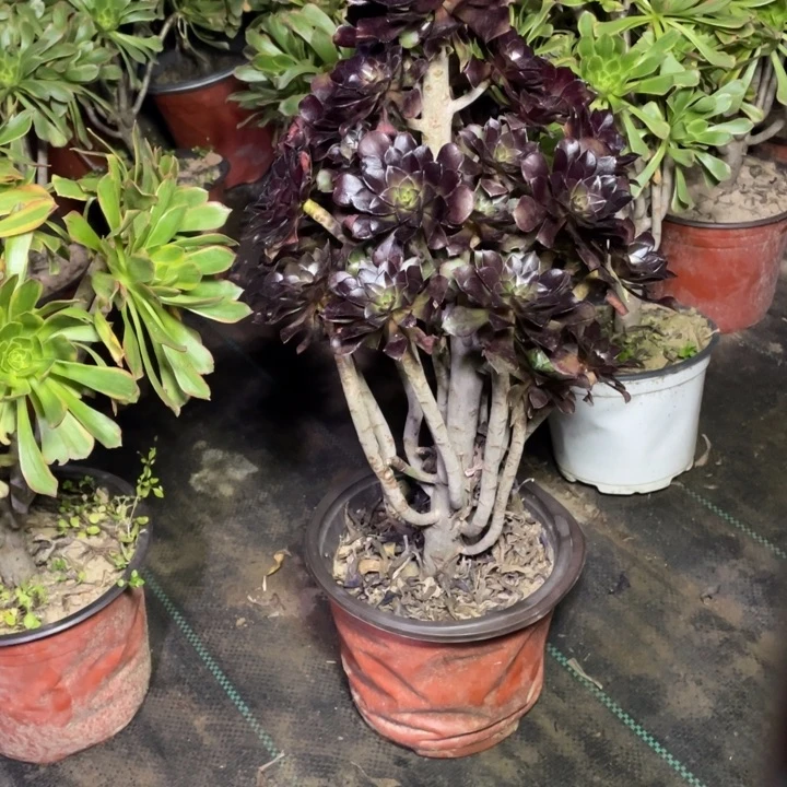30黑法师多肉多肉植物多肉