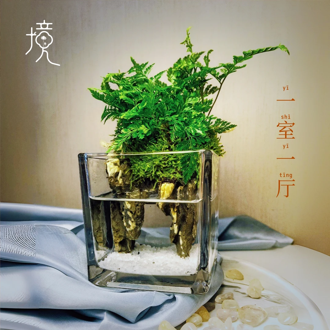 [一室一厅]狼尾蕨创意绿植家庭办公室中式轻奢活摆件9.5*9.5cm
