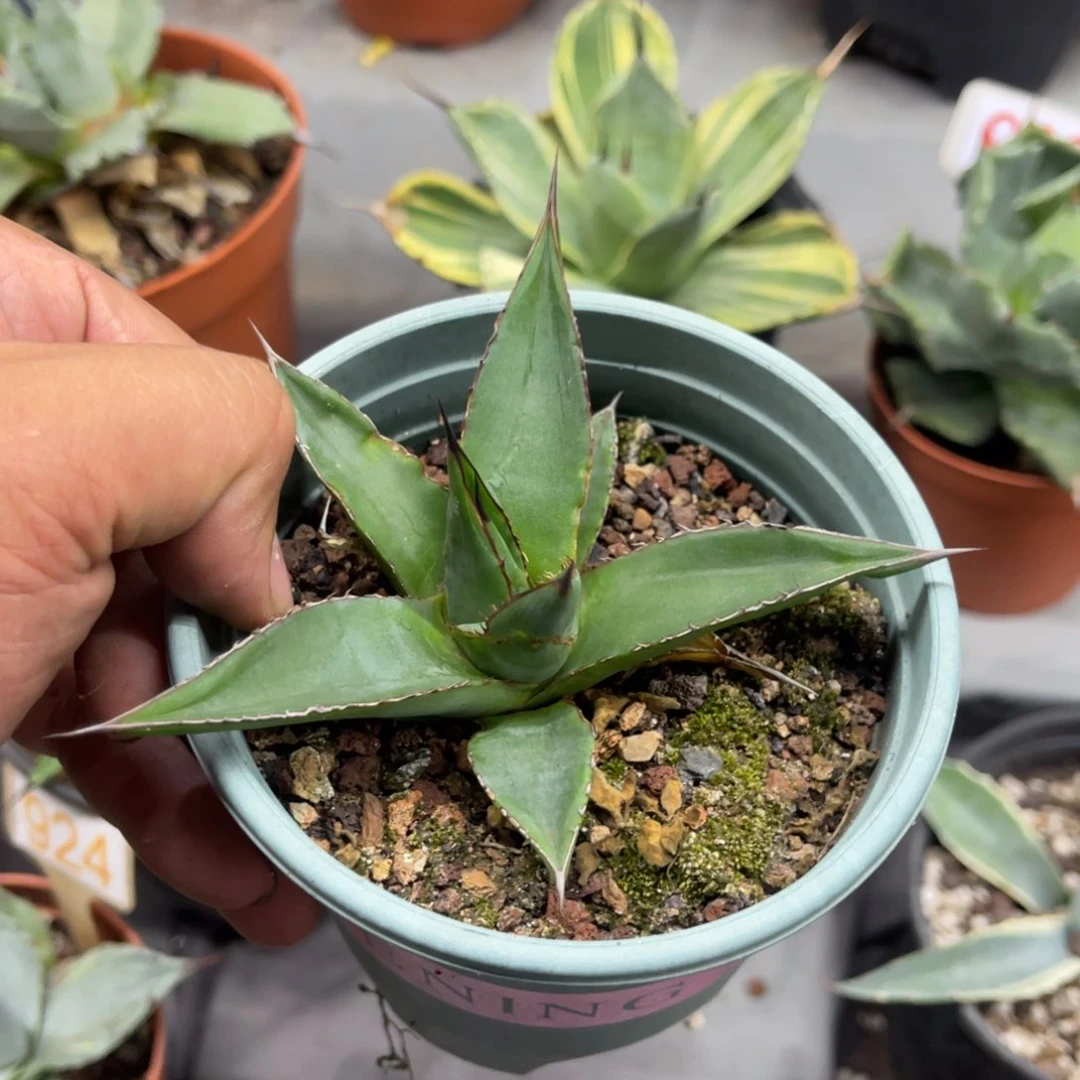 厚叶亚力山娜龙舌兰