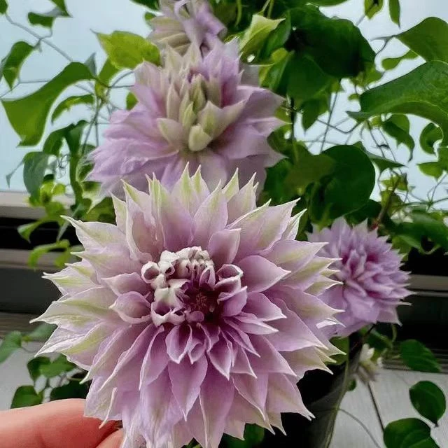 铁线莲中大【沃金美女]樱花粉 阳台庭院地栽盆栽植物 二类修剪重瓣