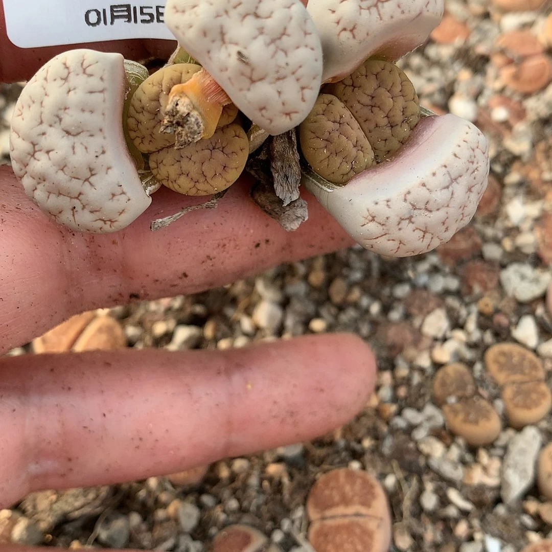 用****3C277多肉植物保护研究所