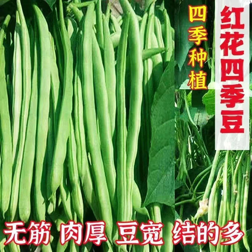 【买1包送1包四季豆种子】爬藤四季播豆角种子红花四季豆蔬菜种子