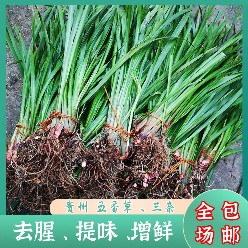 【智哥优品】贵州三奈野生三奈炒牛肉香抖