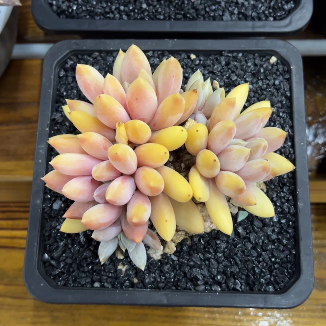 张张精品多肉哥特