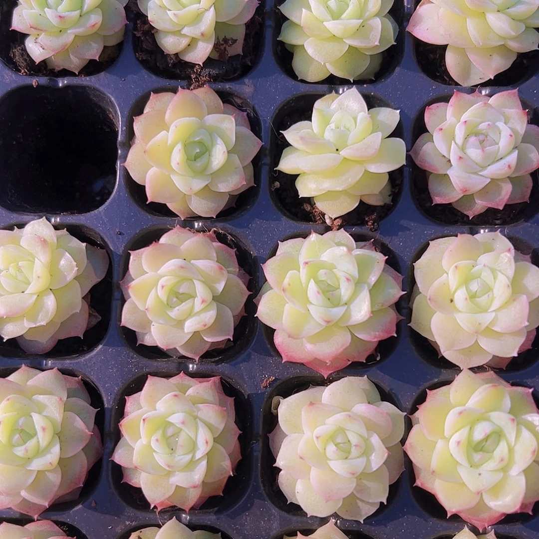 黄体玫瑰仙子5颗19包邮