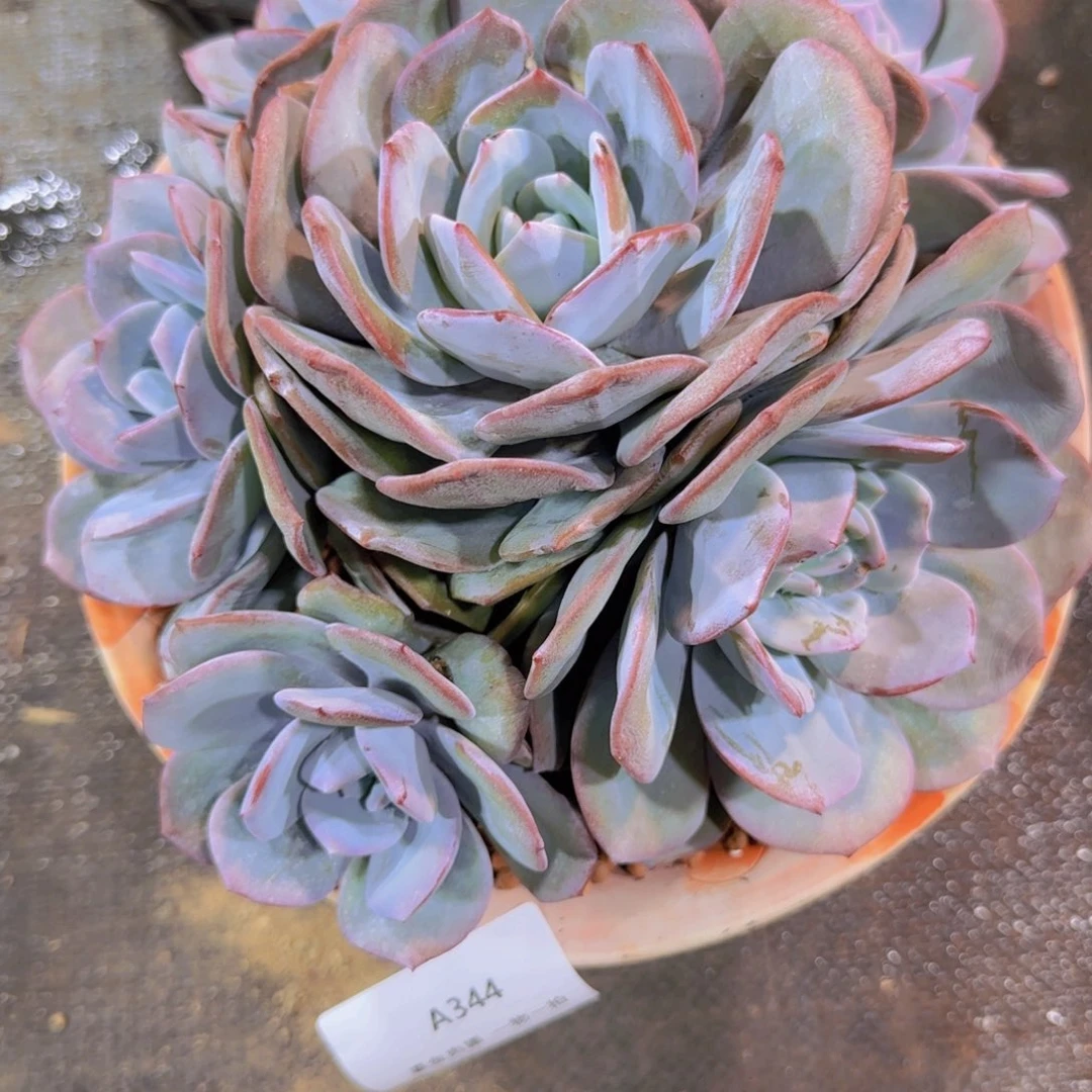 琴***花A344奶茶手捧