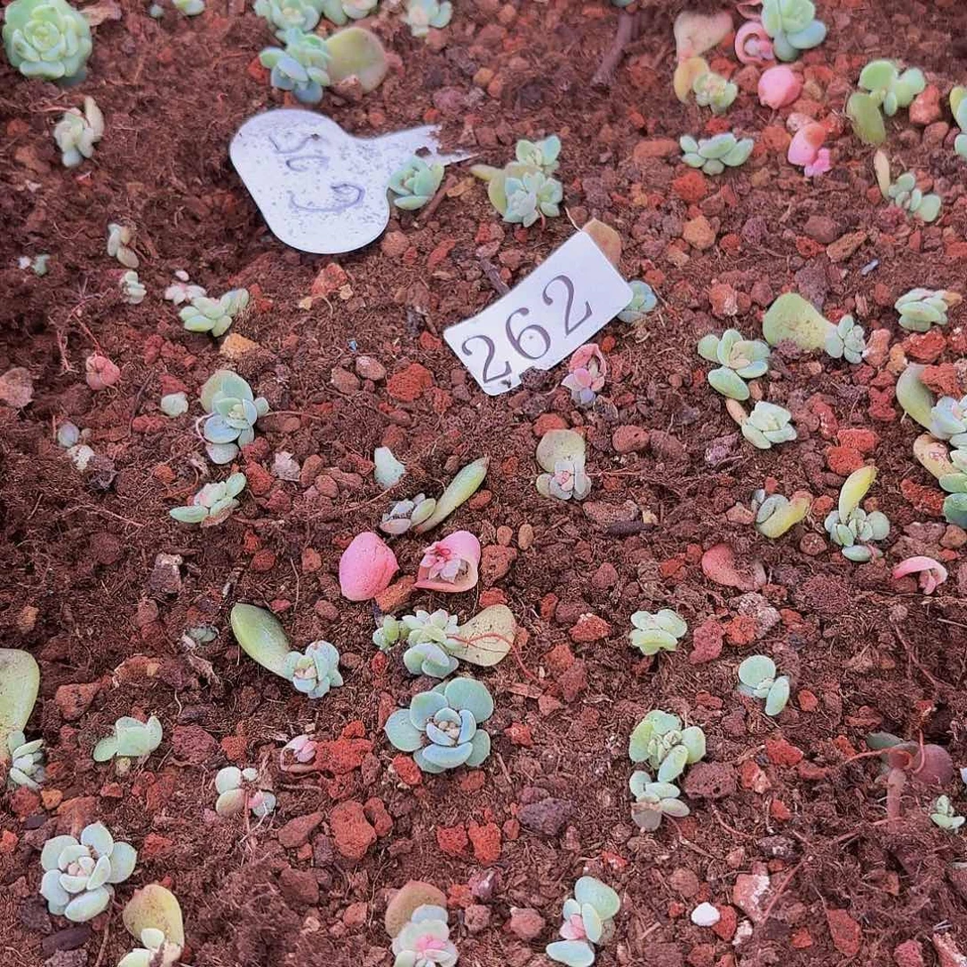 幽*多肉植物多肉植物262