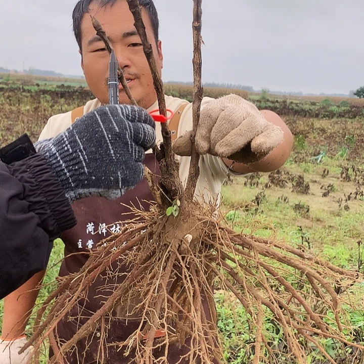 当前无花朵，栽培后可花朵首暗红22