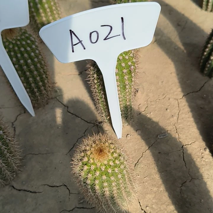 ?**我时光瑕疵无售后