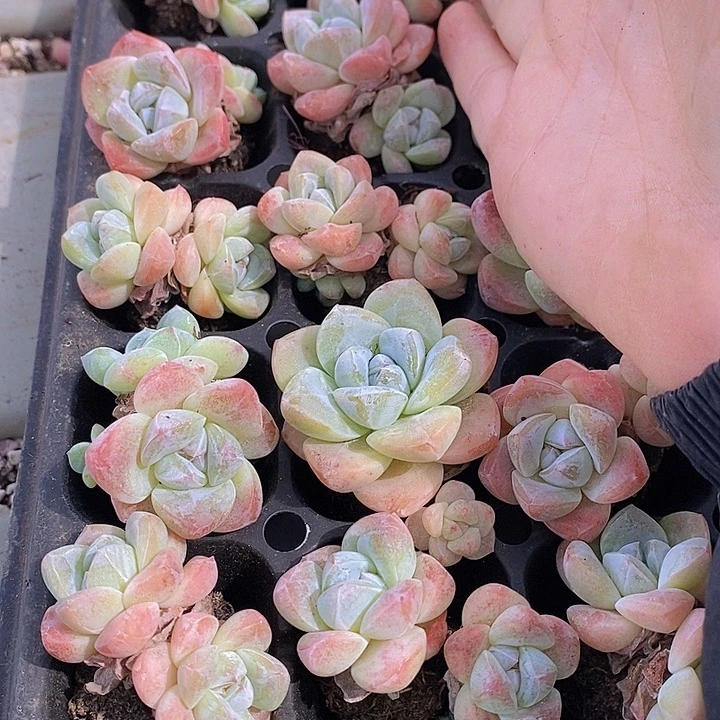96 多肉植物盆栽花卉