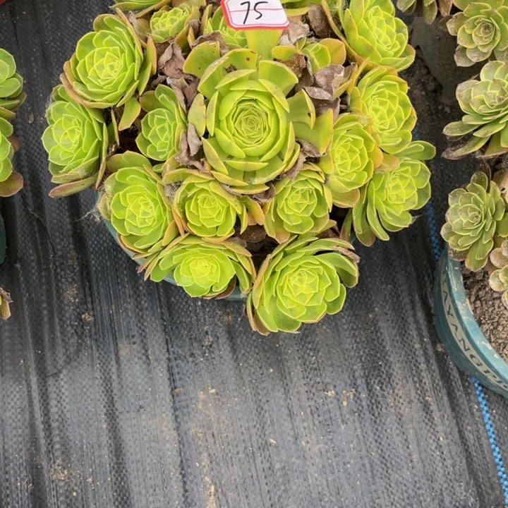 75雨荷多肉植物法师