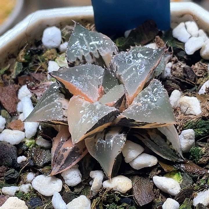 510酒吞锦特选福利