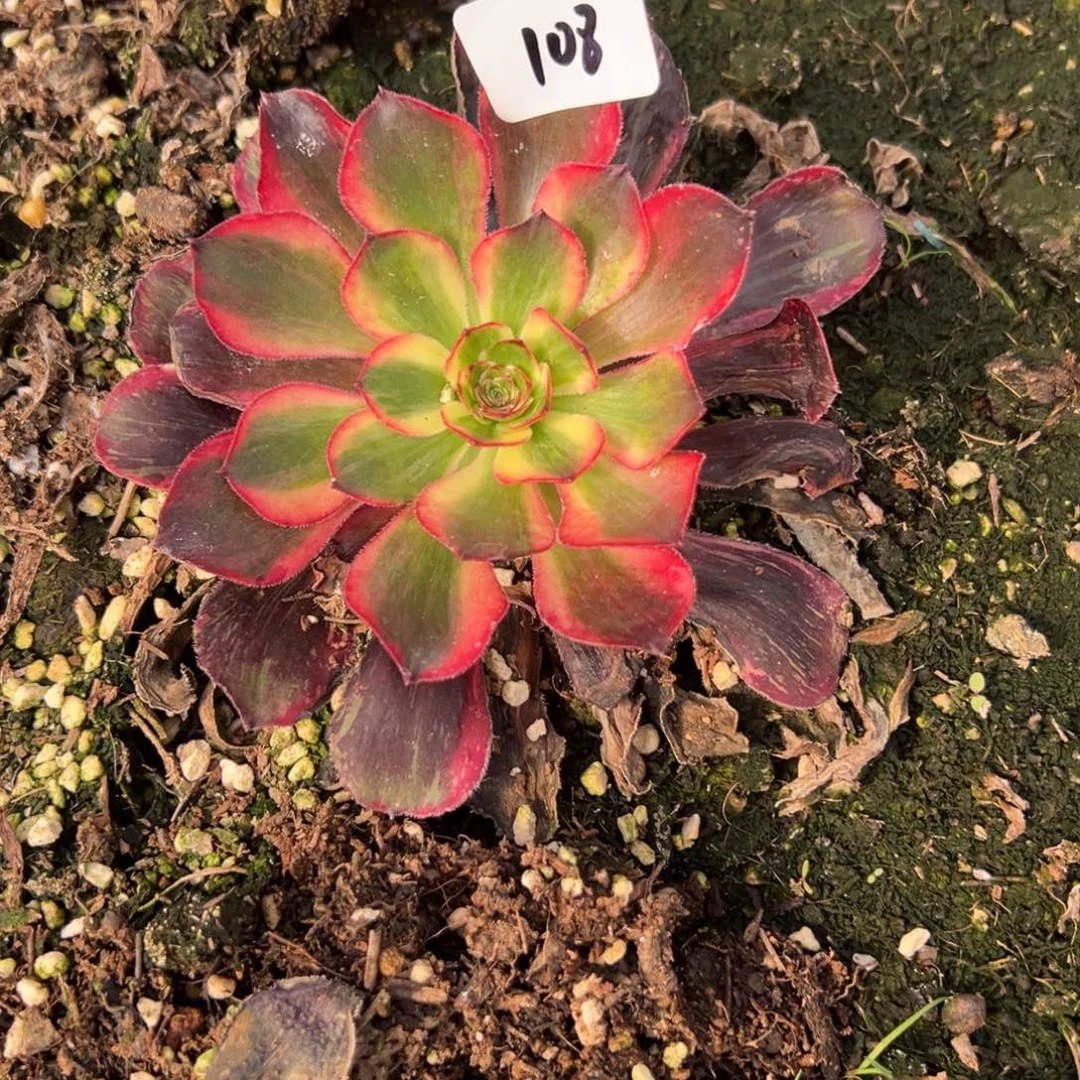 108红钻单头5多肉椅子