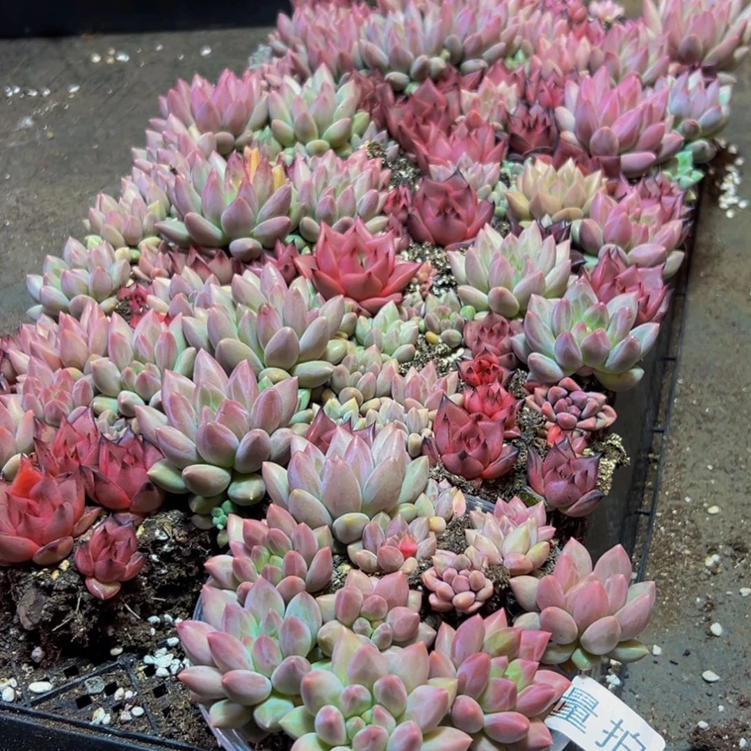 022多肉量拍一盒保底10颗