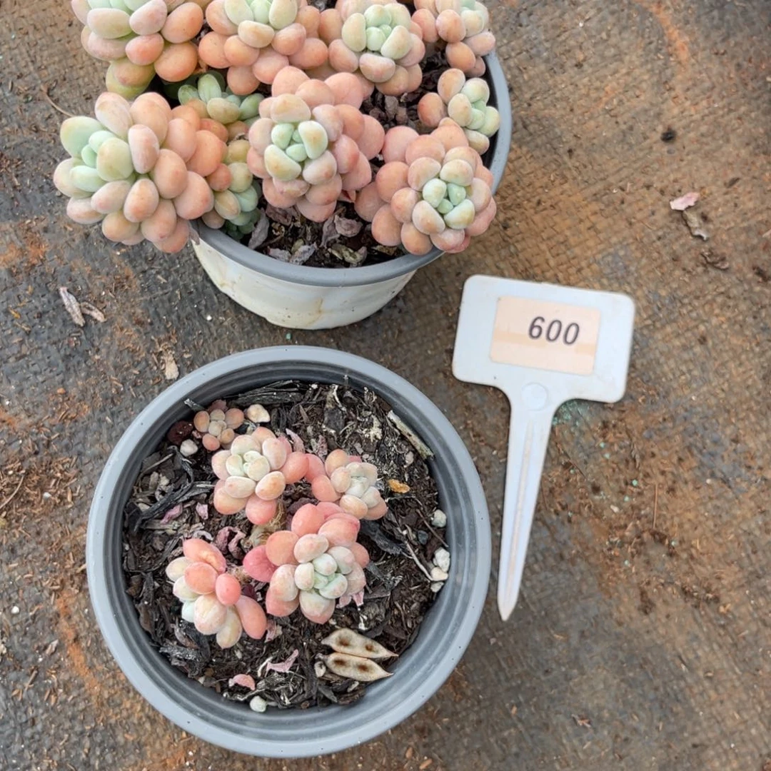云尘多肉一物一拍600