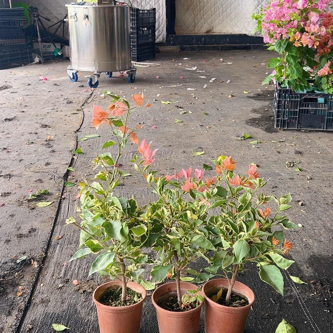 当前无花栽培后可以开花马斯蝶掌中宝一颗