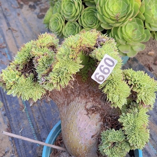 悠***然多肉植物一个碧浪