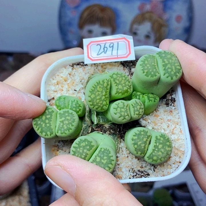 樱桃爱妃们的美肉