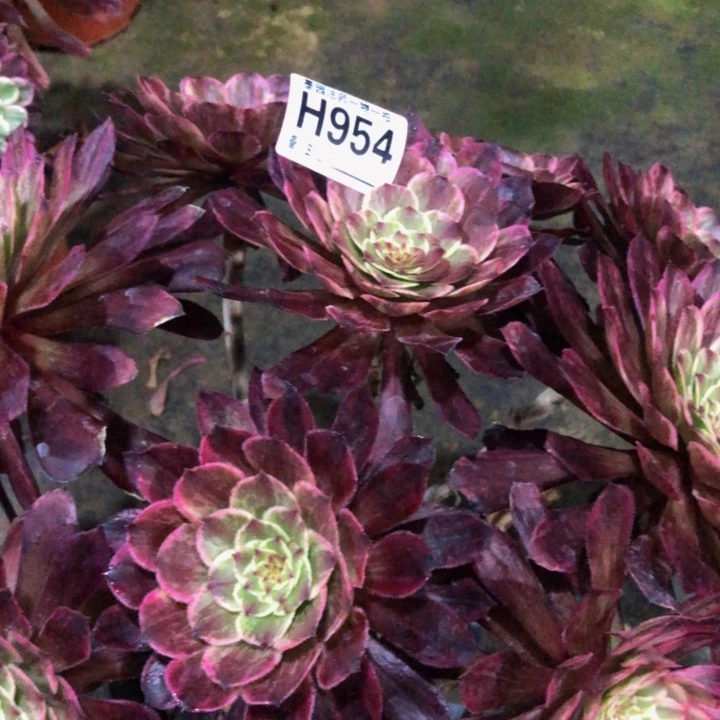 水墨画多肉9540000000000