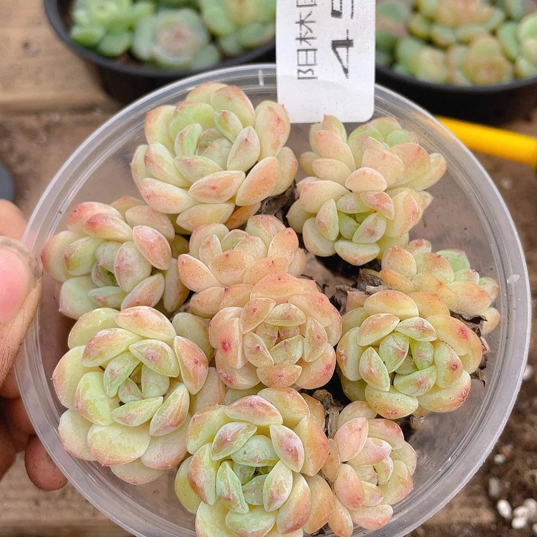 多肉植物多肉植物459