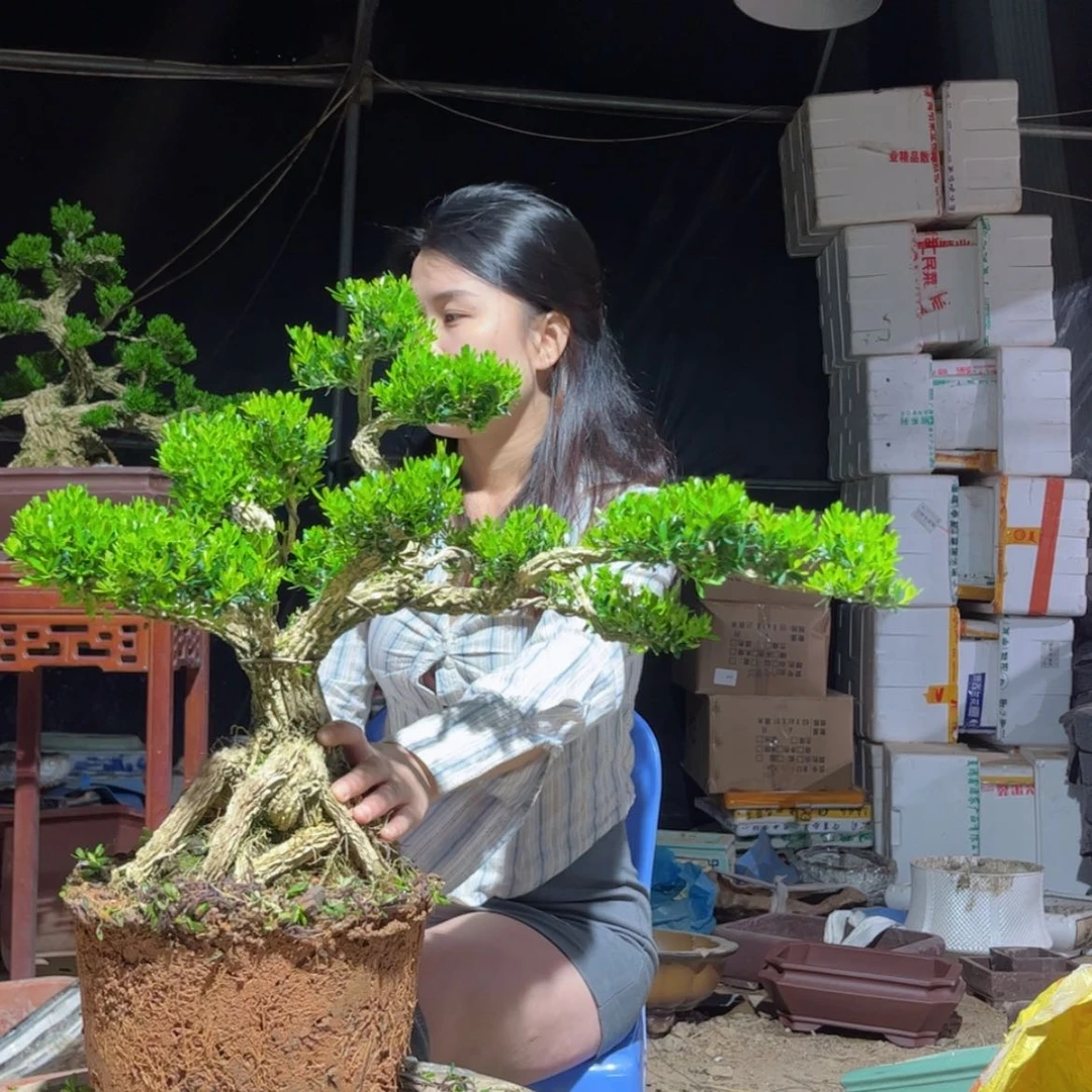 【闪购商品】当前无花朵，栽培后可花朵黄杨盆景