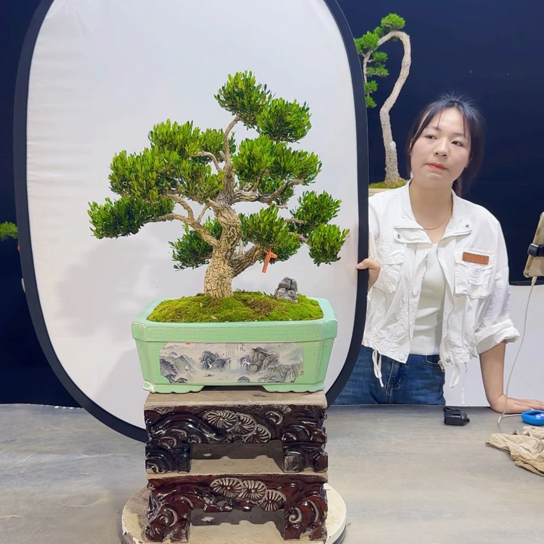 高端盆景艺术作品
