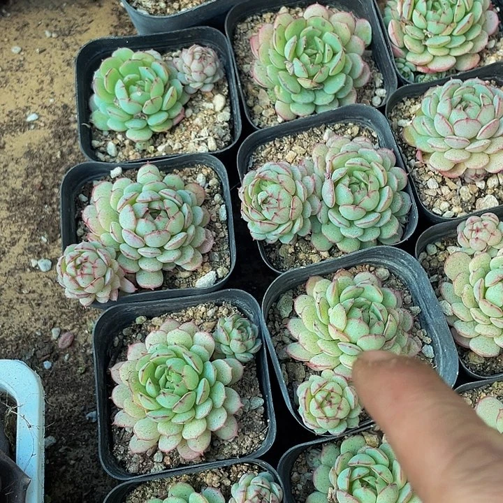 小红船2.8带盆土