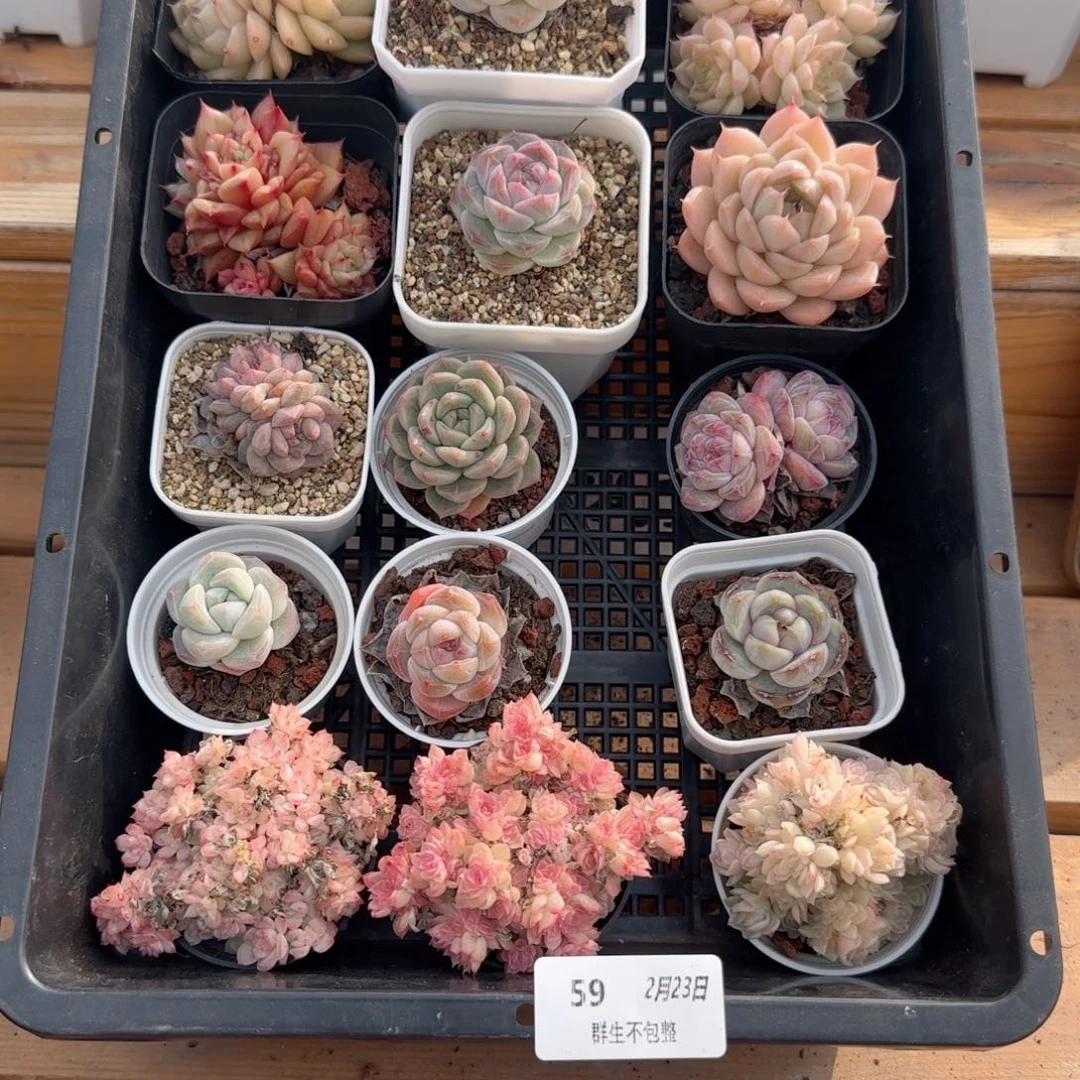 框拍框拍0223-59