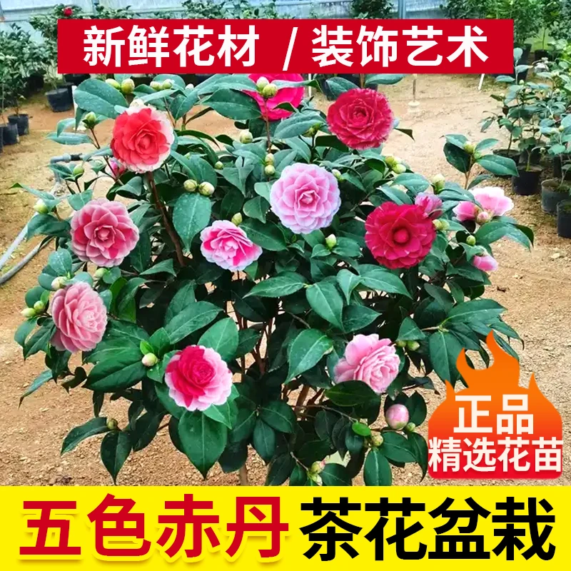 赤丹山茶花盆栽带花苞四季开花室内外好养活耐寒原土发货多种花色