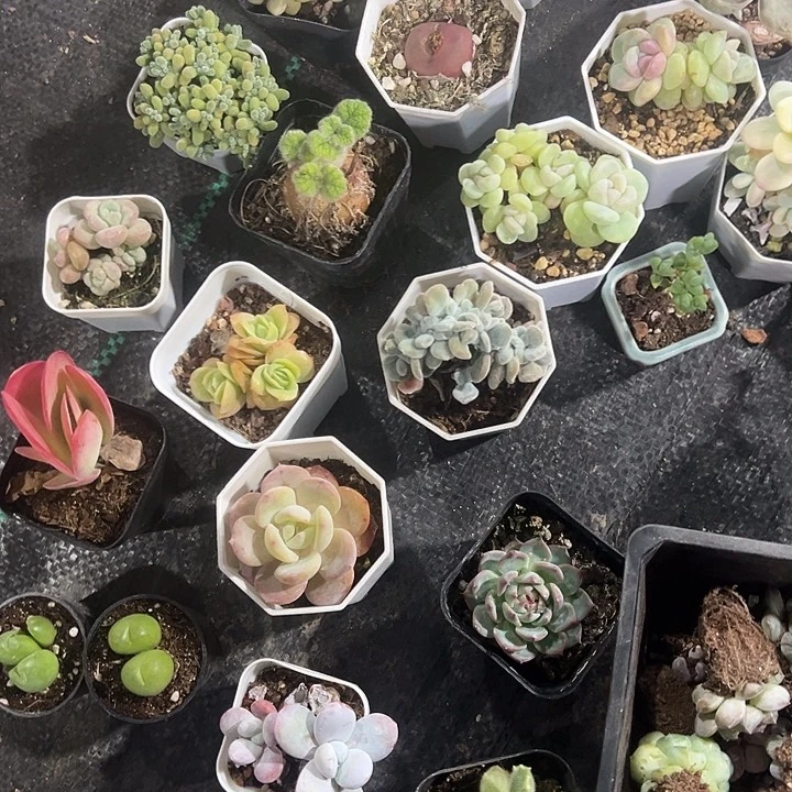 专拍多肉植物大战僵尸