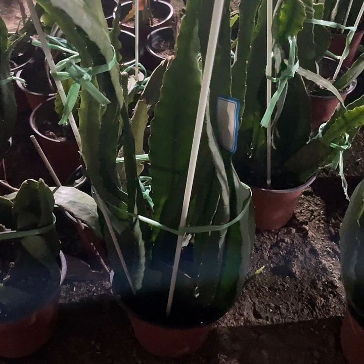 令箭荷花盆栽小粉苗子