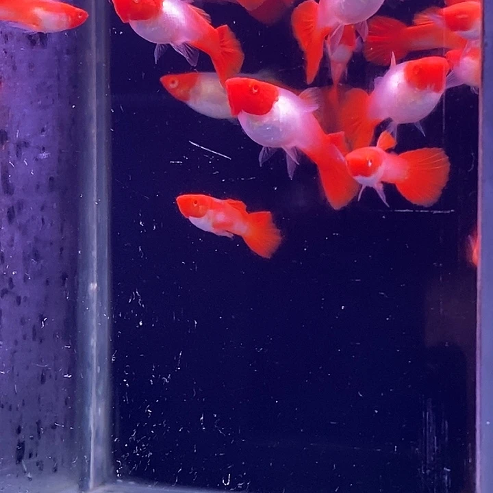 孔雀鱼红头20条孔雀