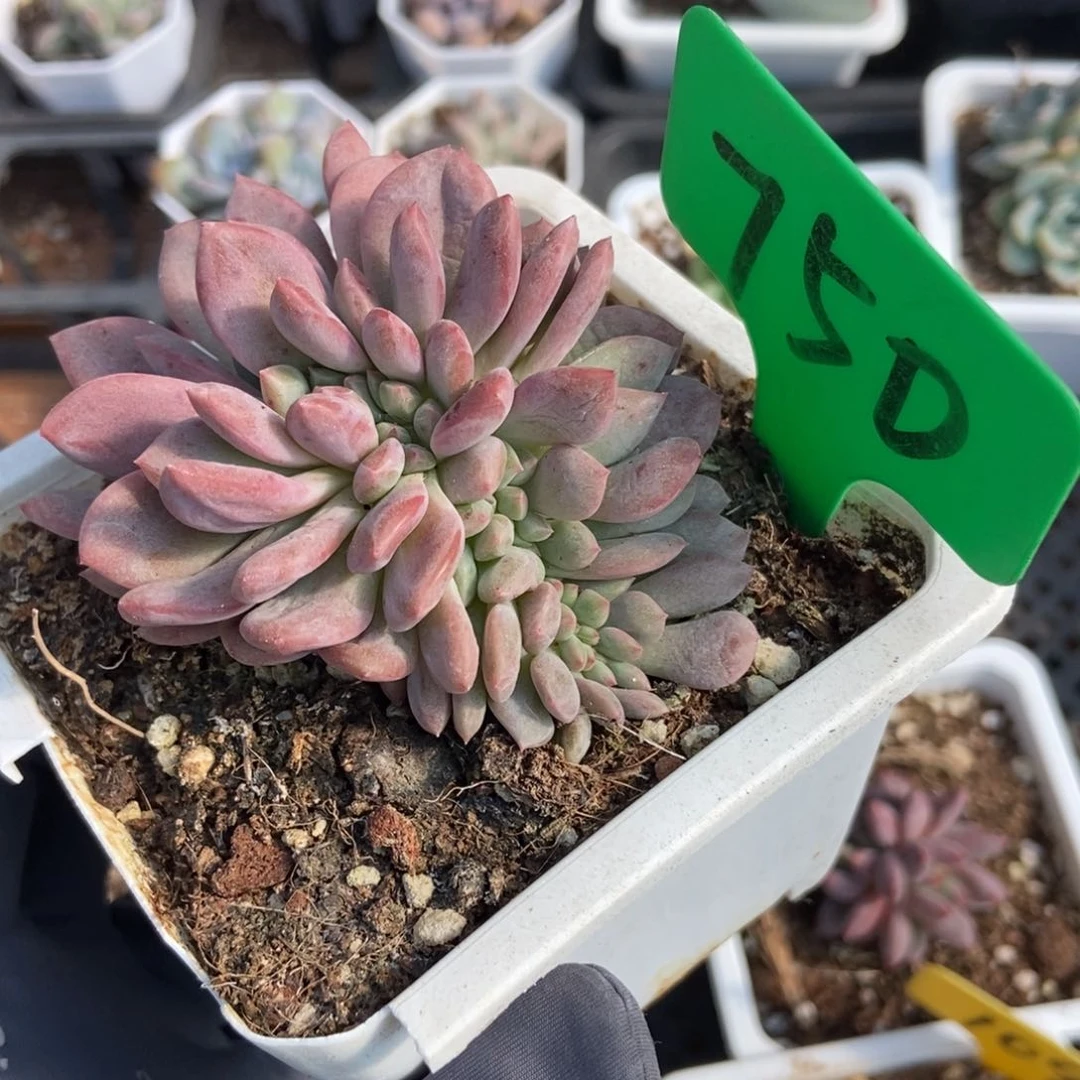 750爱丽儿多肉植物保护