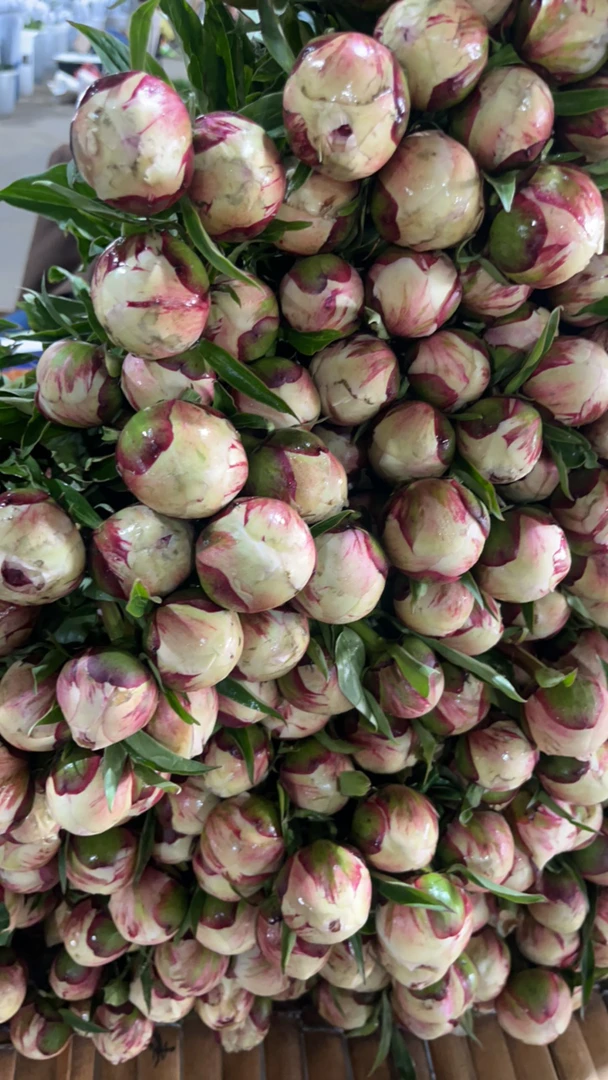 三点红芍药鲜花云南基地直发家用水养办公室插花花卉