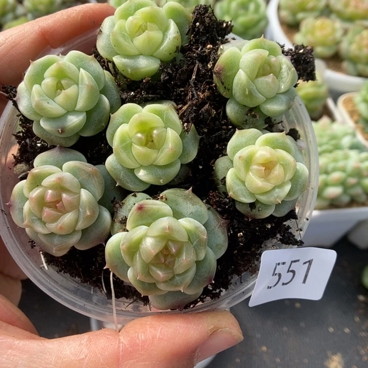 一物一拍一物一拍1115-551