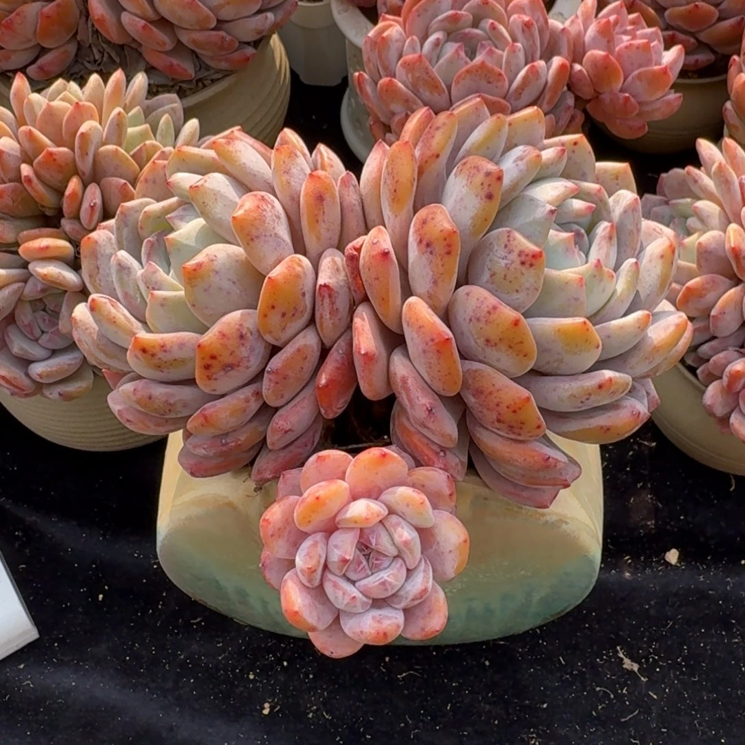 精美三口之家，飘枝轻微石化