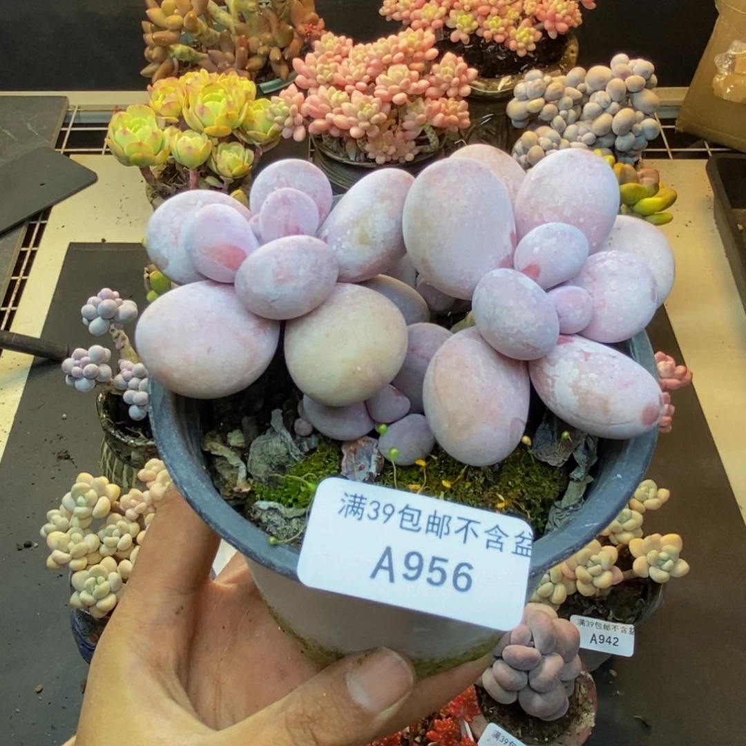 956水光针多肉7c m