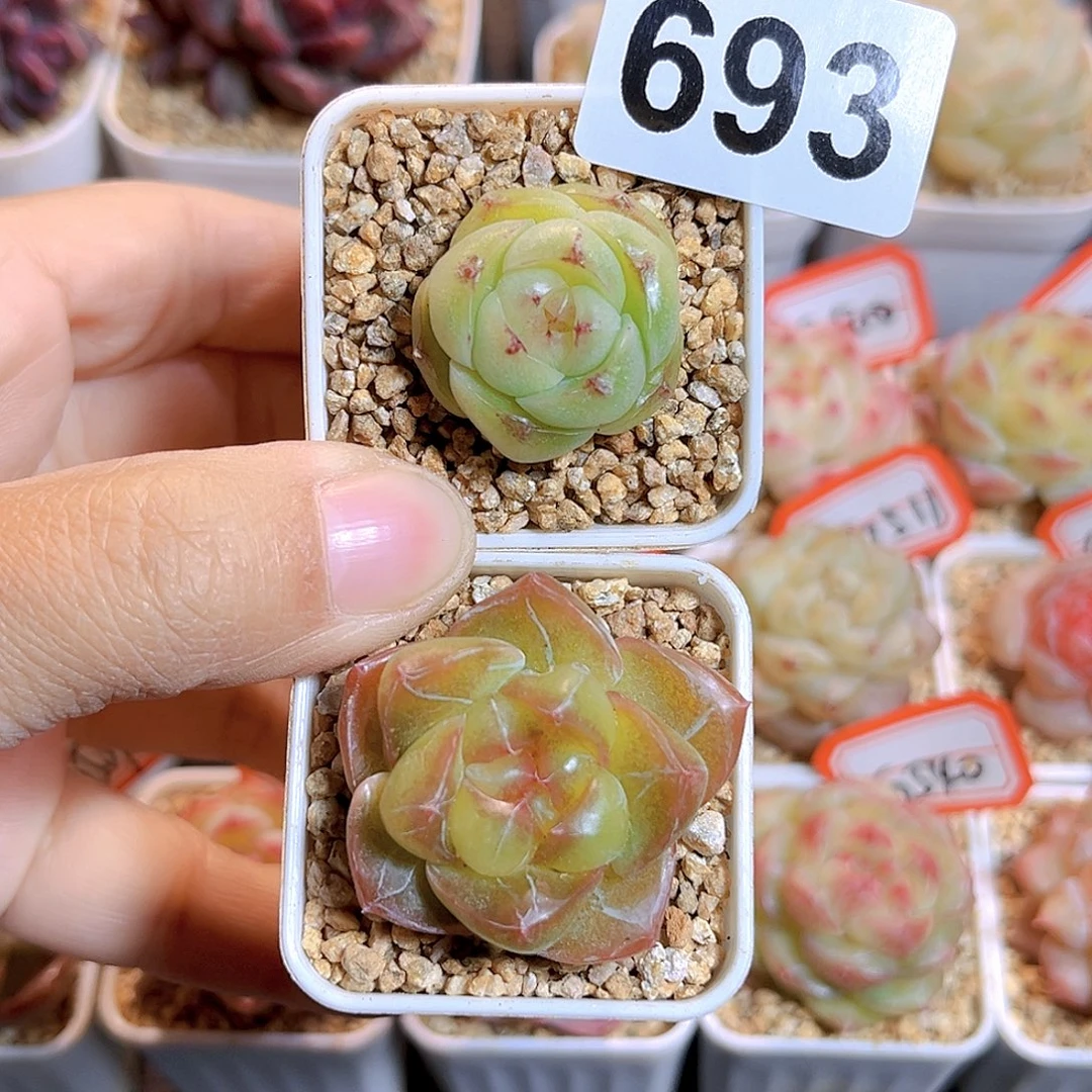 拾***°693 孤品珍妮多肉2个