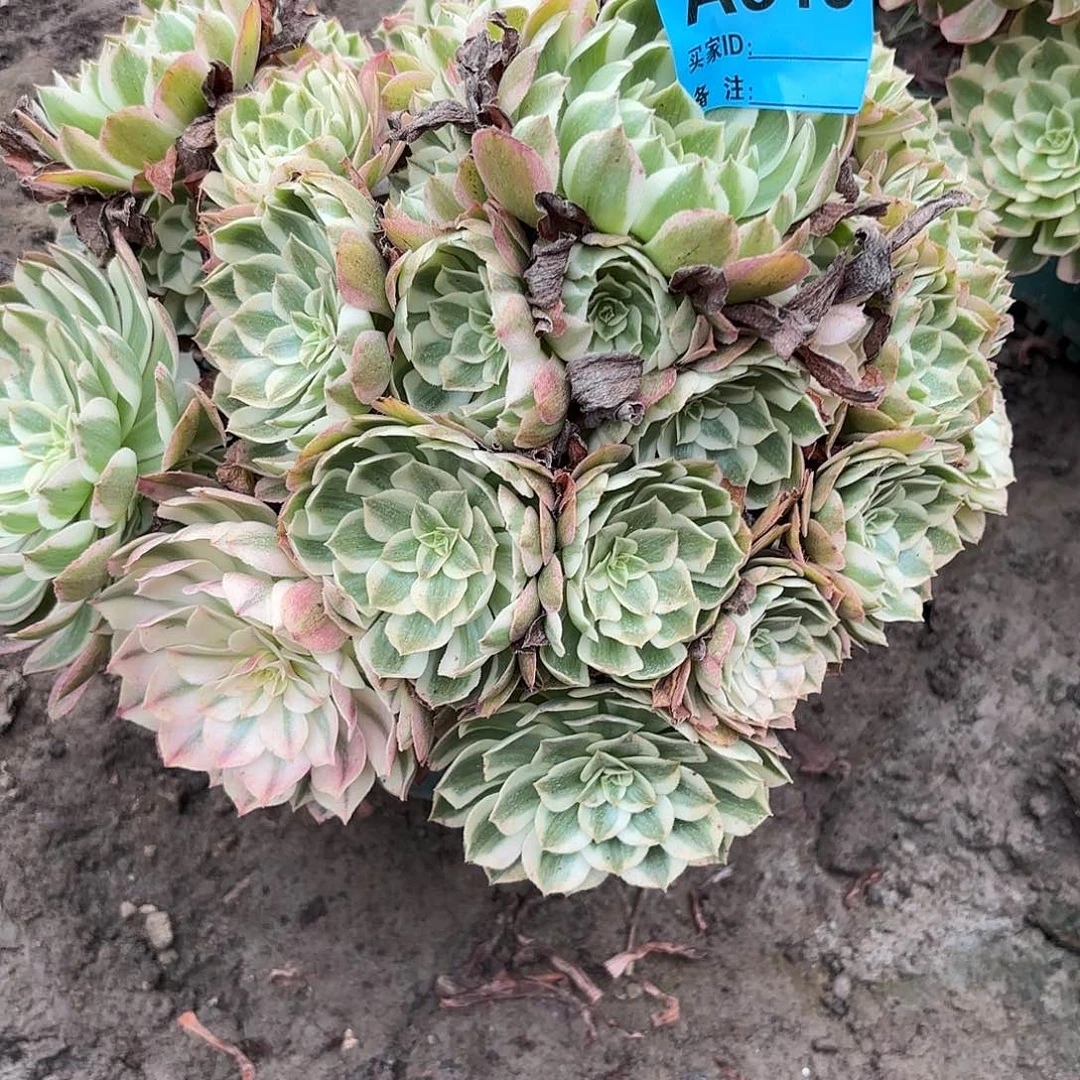 孔雀翎法师93.16.615