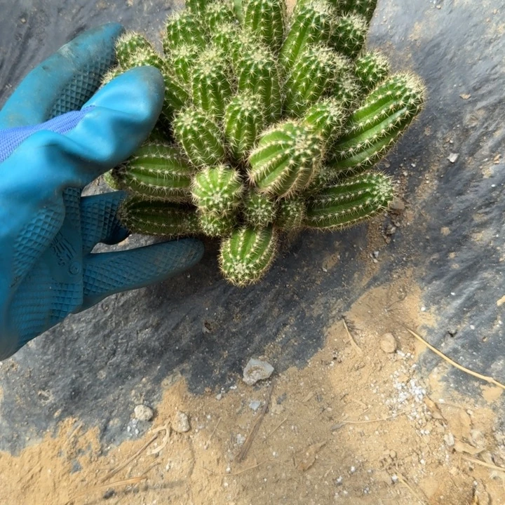 白檀仙人掌483群生一群595