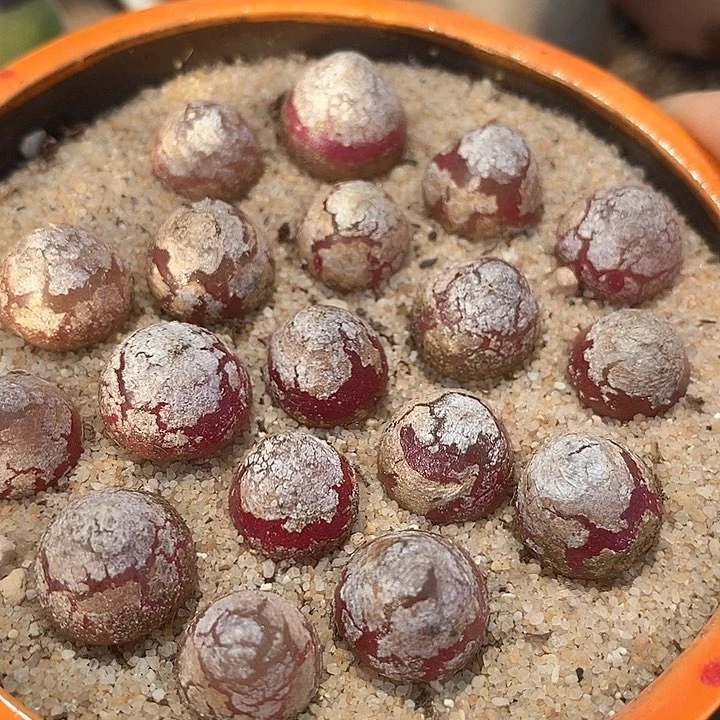 单头红灯一颗    1厘米以上