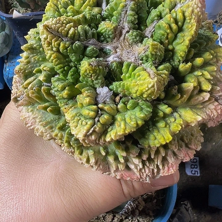 晨***夕龟甲锦020仙人球开花