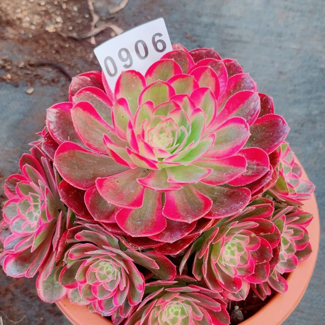 不认识多肉发货发货