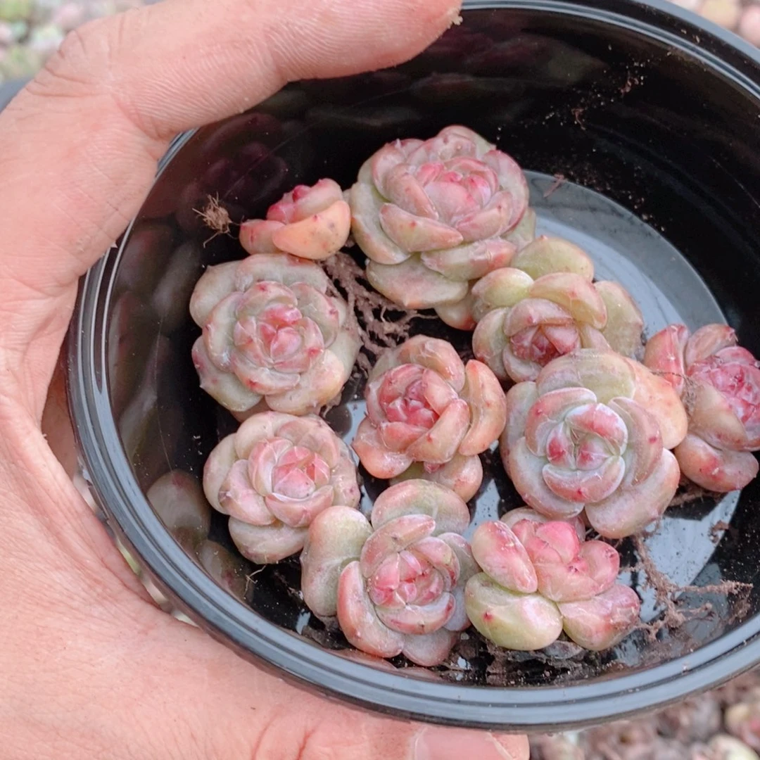 多肉植物精品切糕B394